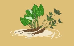 [노경민의 샘터조롱박 129회] 천지가 밥상