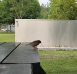 [박선정의 시詩 공간의 자유 12회] 고놈들 참