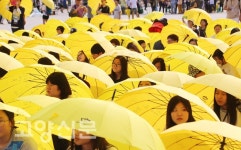일산문화공원에 펼쳐진 304개의 노란우산