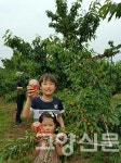 새콤달콤 체리 수확체험 내유동으로 오세요