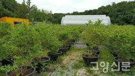 블루베리 농장에서 동물과 곤충 체험 즐기세요