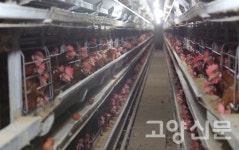 고양시 대형 양계장 2곳, 살충제 음성 판정