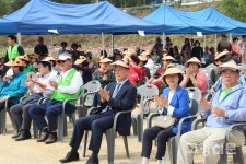 강매동 창릉천변, 코스모스 물결로 가득
