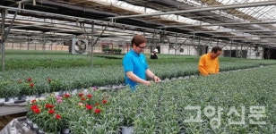 카네이션으로 감사의 마음 준비하세요