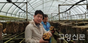 상황버섯 추출액 100% 황제의 아침 출시