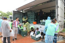 방축리농산물작목반 | "일산농협 작목반이 기른 아삭한 일산열무 맛보세요"