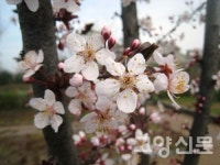 오얏나무, 자두나무