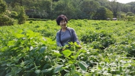 초등학생 외손자들이 돕는 8천평 농사, 고단함 잊어