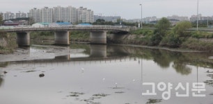 시멘트 걷어내니 노랑부리저어새가 찾아오네, 다시 살아나는 장월평천
