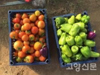 몽골 고양의 숲에 다녀오다