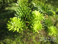 구상나무가 있는 풍경