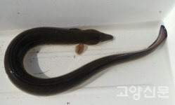 장항습지에는 국제적 멸종위기종 버들장어가 산다