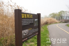 버드나무 가지마다 빛나는 연둣빛… 봄이 스며드네