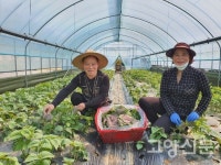 새벽 2시 잠이 깬 깻잎, 로컬 매장으로 출발~