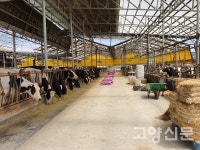 흥 넘치는 트로트로 젖소 산유량 증가