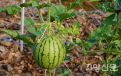 하늘 숲 흙의 정령이여… 자유농장에 머무소서