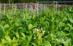 하늘 숲 흙의 정령이여… 자유농장에 머무소서
