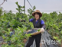 블루베리 큰 품종 수확체험 인기