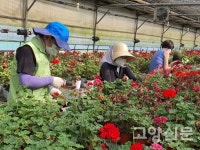 원당농협 임직원들 제라늄농장 봉사