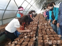 원당농협 도농체험단 농가 일손돕기