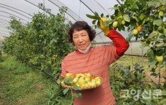 사과대추 한 알에도 땀방울이 가득