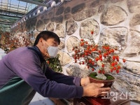 애기감(노아시) 앙증스럽게 열렸네