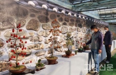 애기감(노아시) 앙증스럽게 열렸네