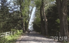 서삼릉 명소 미루나무길 불법 벌목으로 사라졌다