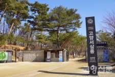 하루아침에 사라진 서삼릉 미루나무 도대체 누가... 어떻게 이런 일이...