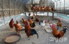 너른마당 연못 두꺼비들이 알을 가득 낳았어요