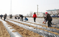 송산동, 나눔 감자 심었습니다