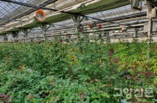 꽃 키우다 KB금융그룹 광고 모델 됐어요