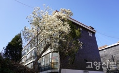 동네 골목길 목련나무가 전하는 화사한 봄소식