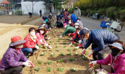 화정1동, 새봄맞이 꽃단장 했어요