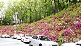 칡넝쿨 무성했던 마상공원, 화사한 꽃동산 됐네