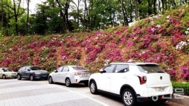 칡넝쿨 무성했던 마상공원, 화사한 꽃동산 됐네