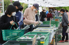 농산물 새벽시장 호수장터 드디어 개장