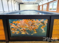 유기농 채소값의 5배!… 잉어가 키운 쌈채소 마음껏 맛보세요