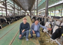 200두 젖소 키우는 아버지와 아들