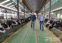 200두 젖소 키우는 아버지와 아들