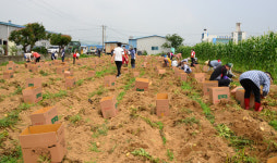송산동, 사랑愛(애) 감자 수확·나눔 행사 열어