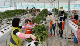 송포농협이 농촌 일손돕기에 앞장섭니다