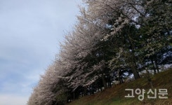 배수로였던 대화천에 붉은발말똥게·힝둥새가 살아요