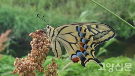 생태습지 만들고, 재이용수 흘려주고… 대장천이 되살아나고 있어요