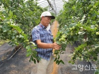 미니사과(루비에스), 대추, 밤이 익어가는 농장