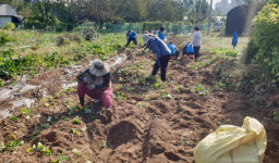 성사2동, 나눔 고구마로 이웃 사랑