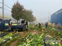 원당농협, 직접 키운 배추로 사랑의 김장