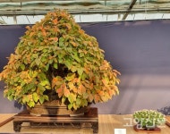 경수원 분재 야생화 회원전