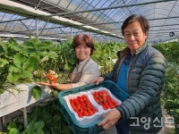 귀농으로 선택한 딸기 행복합니다