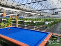 귀농으로 선택한 딸기 행복합니다